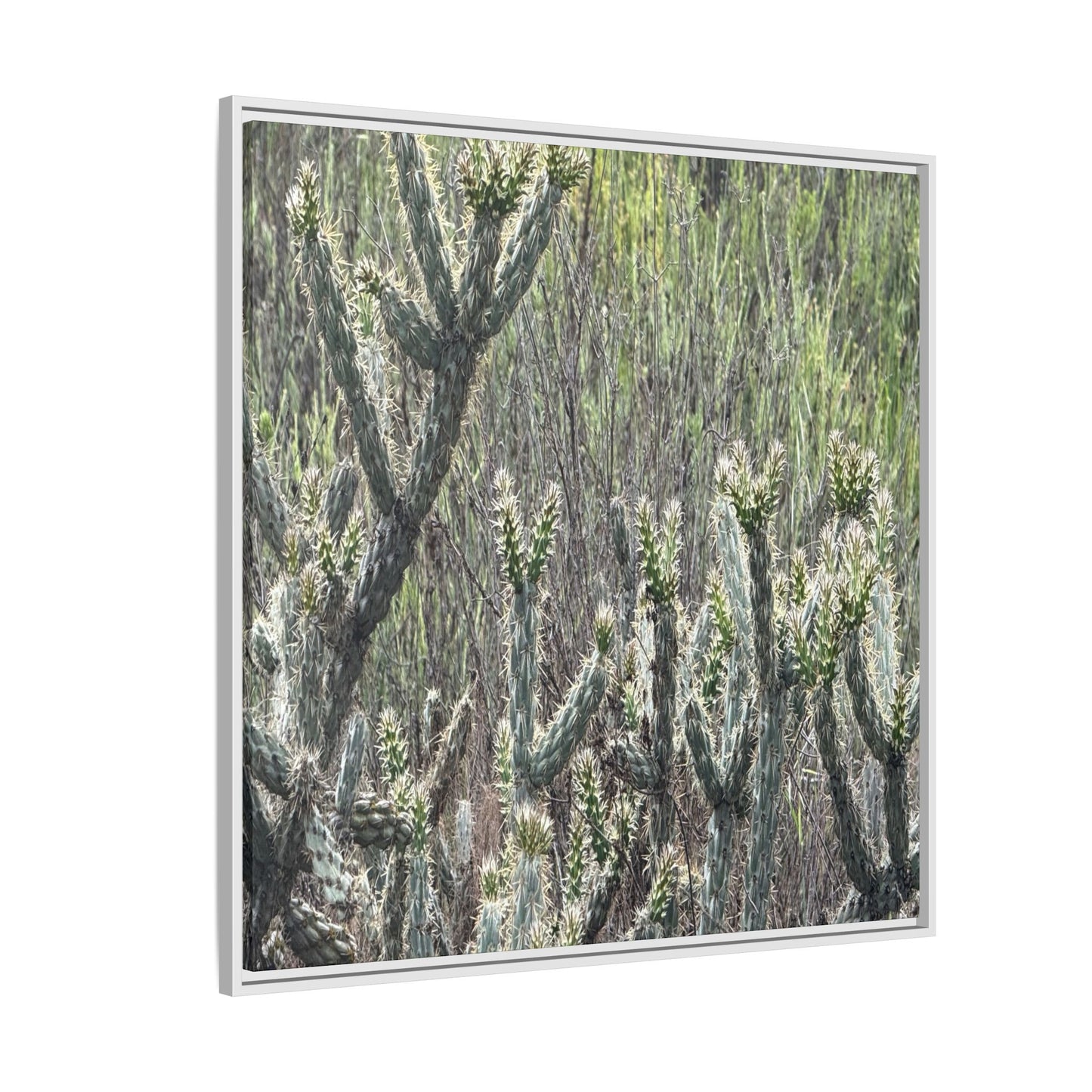 Prickly Paradise - Unique Stretched Canvas Wall Art