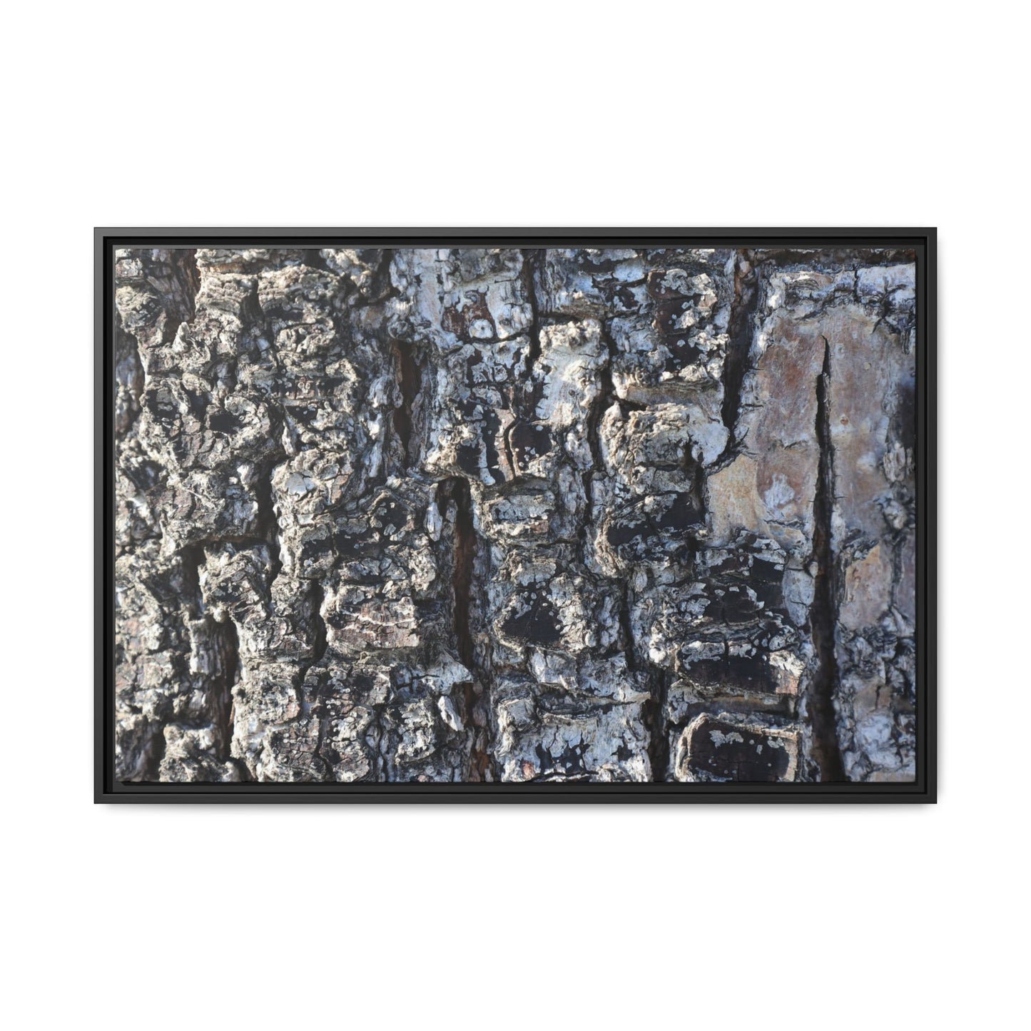 The Bark Chronicles - Unique Stretched Canvas Wall Art