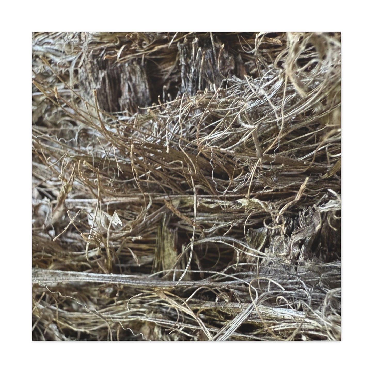 Whispers in Dry Grass - Unique Frameless Canvas Wall Art