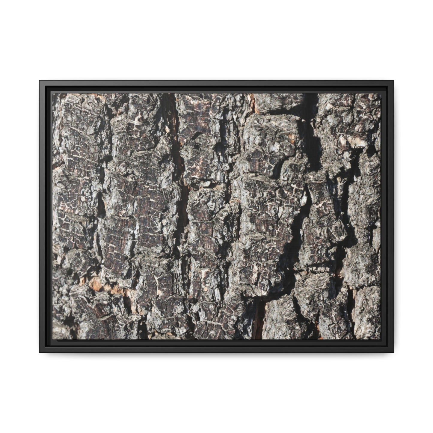 Bark Study in Gray - Unique Stretched Canvas Wall Art