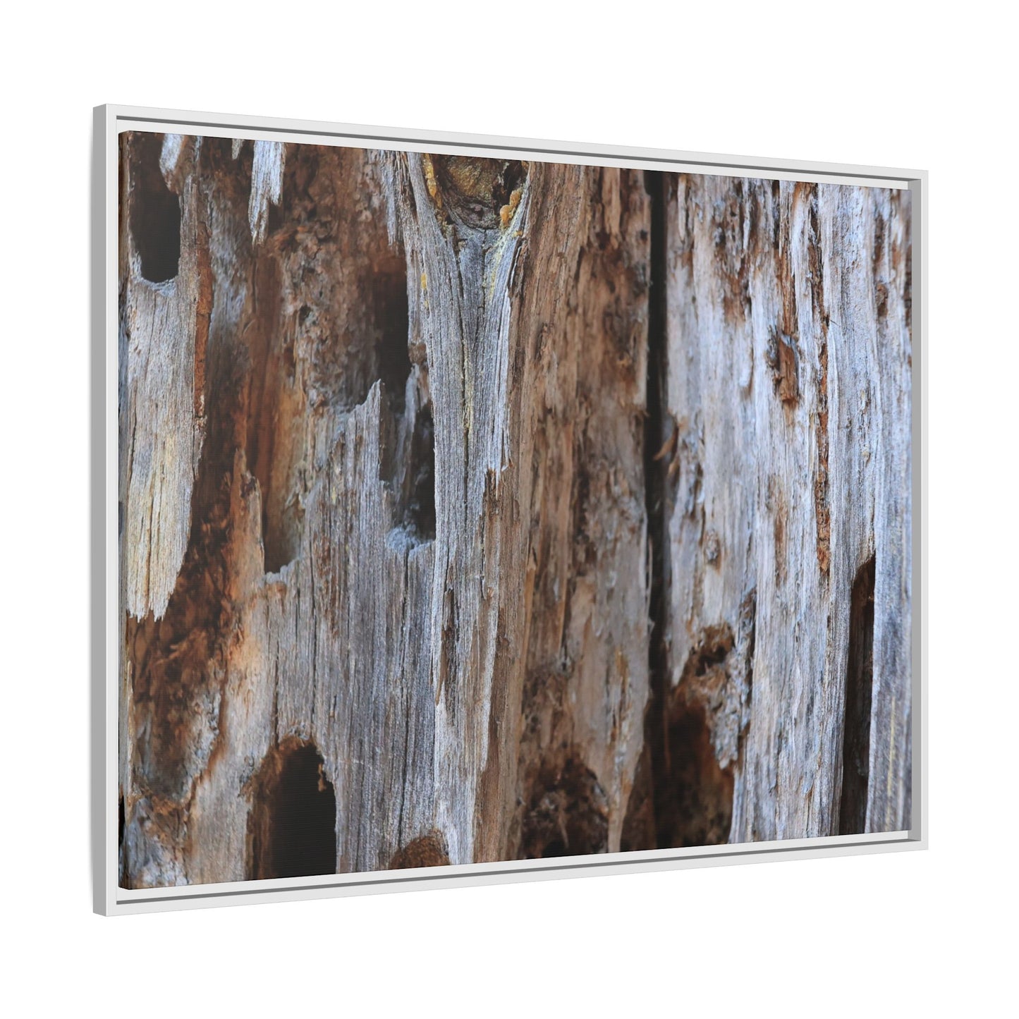 Decaying Splendor - Unique Stretched Canvas Wall Art