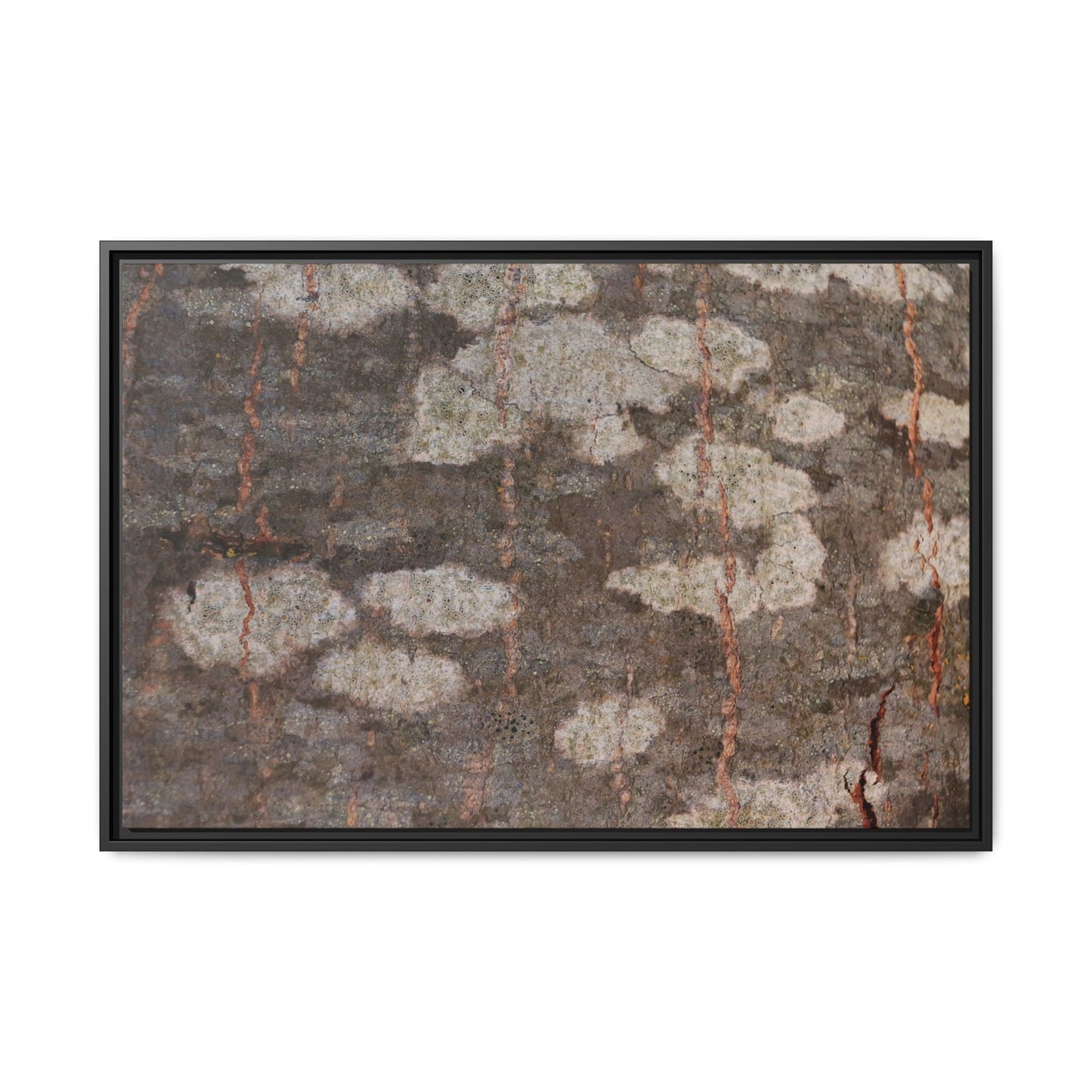 Lichen's Legacy - Unique Stretched Canvas Wall Art