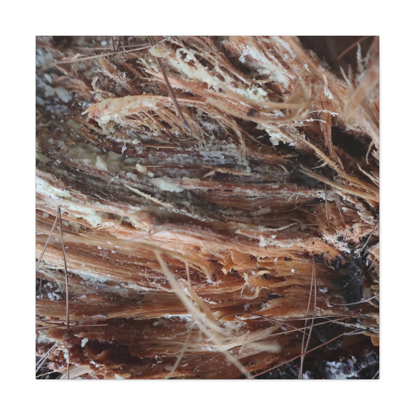 Decaying Whispers - Unique Frameless Canvas Wall Art
