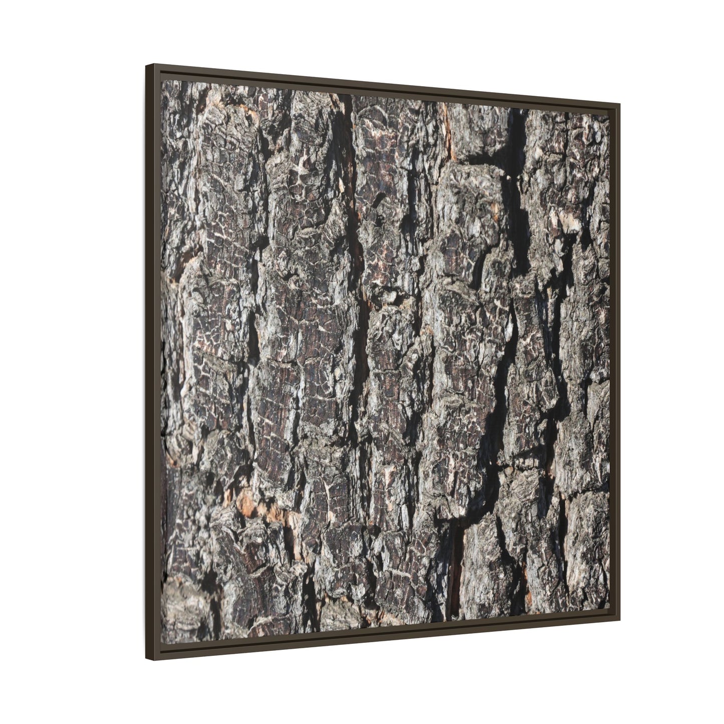 Bark Study in Gray - Unique Stretched Canvas Wall Art