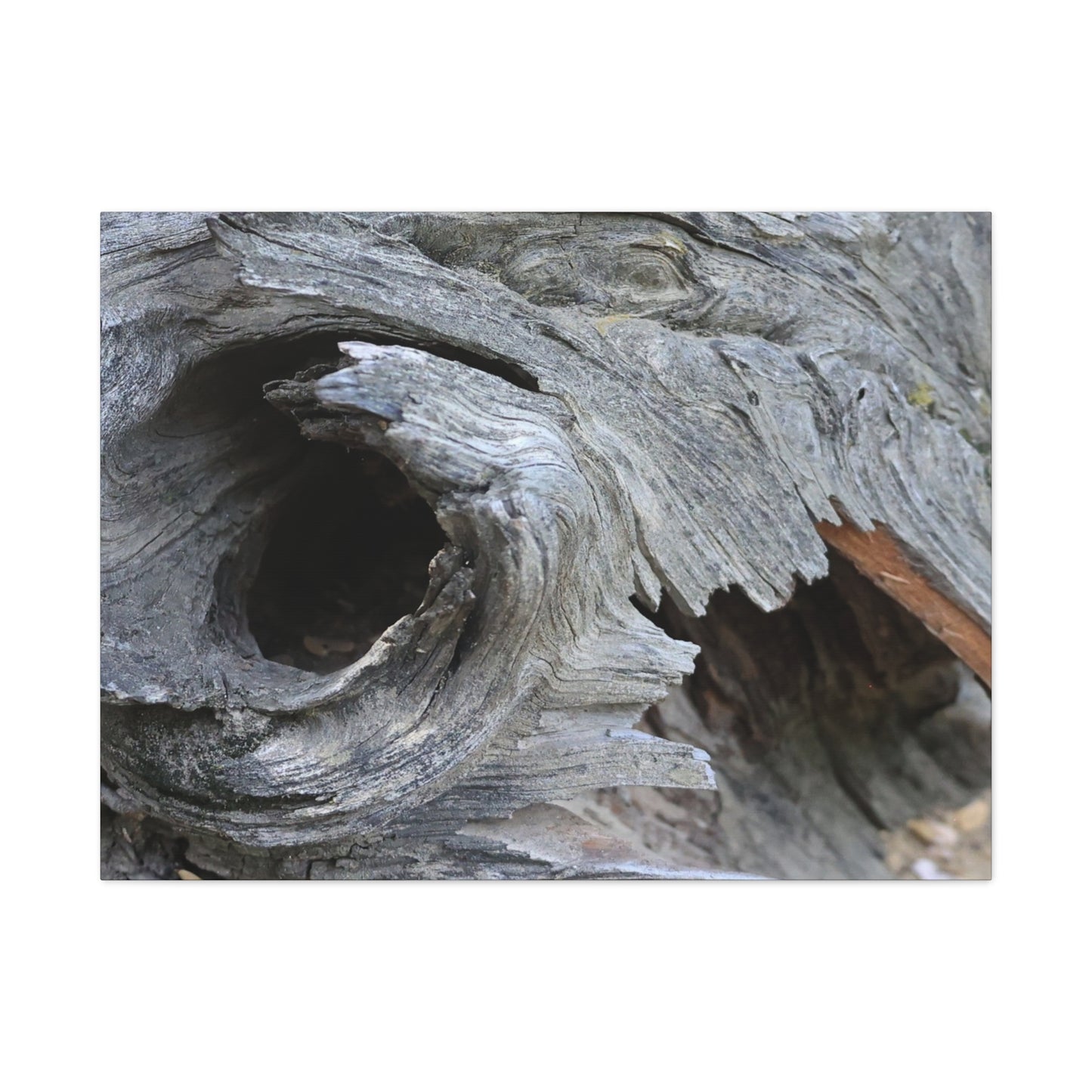 Twisted Whispers of the Forest Floor - Unique Frameless Canvas Wall Art