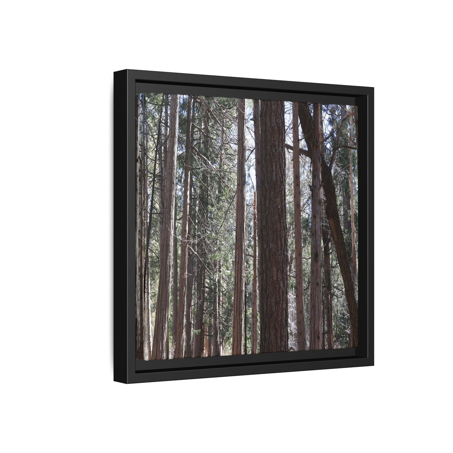 Forest Cathedral - Unique Stretched Canvas Wall Art