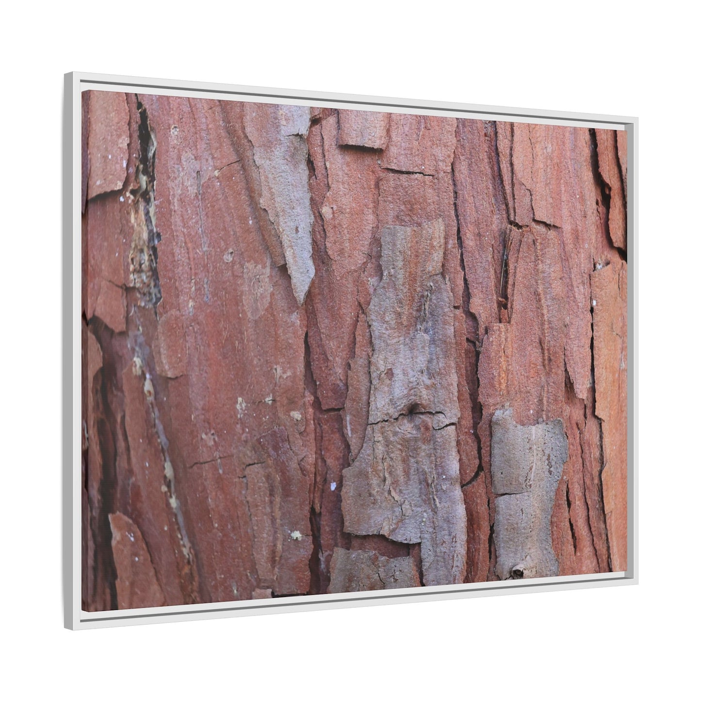 Peeling Bark - Unique Stretched Canvas Wall Art