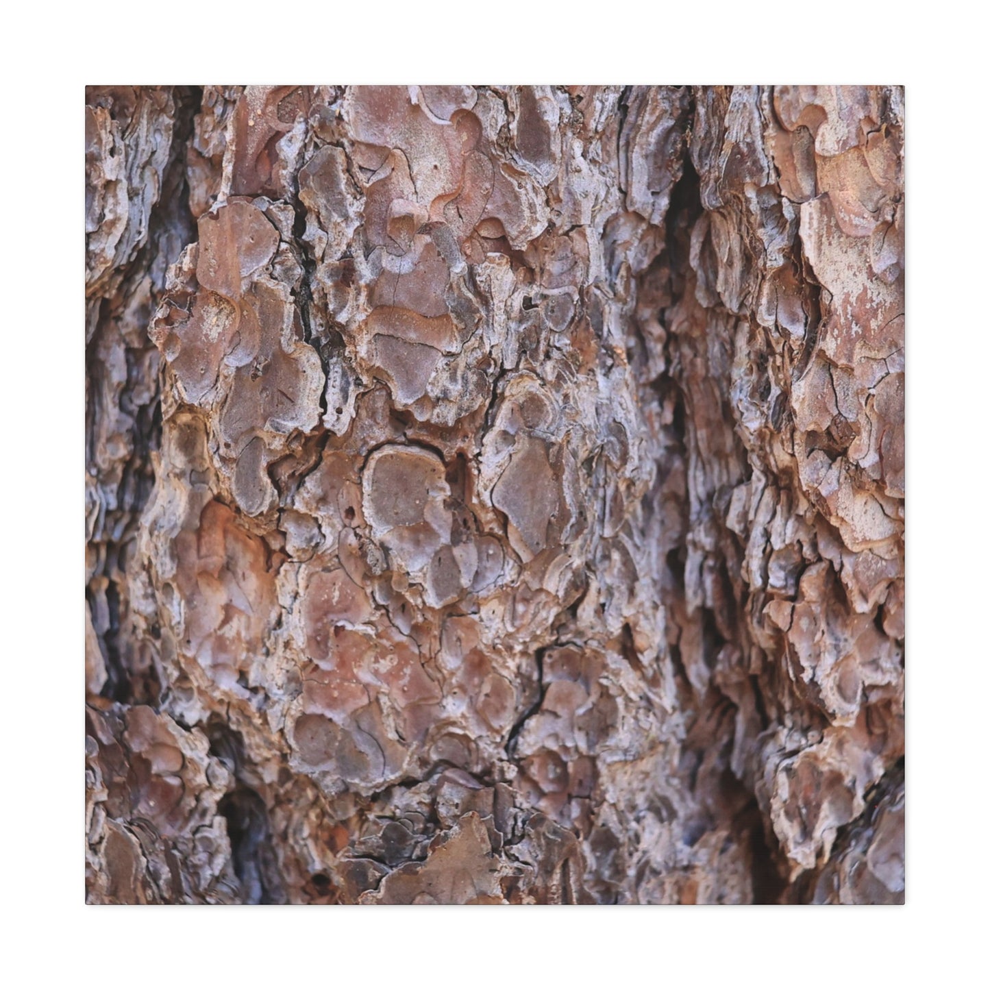 Rugged Bark Landscape - Unique Frameless Canvas Wall Art