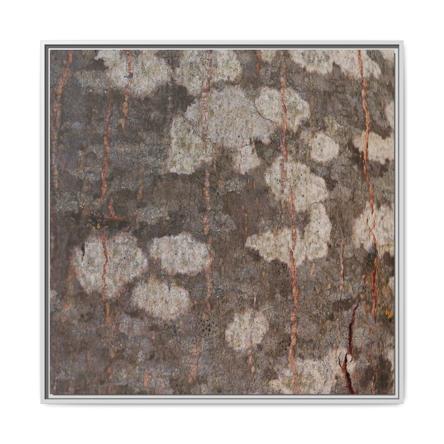 Lichen's Legacy - Unique Stretched Canvas Wall Art