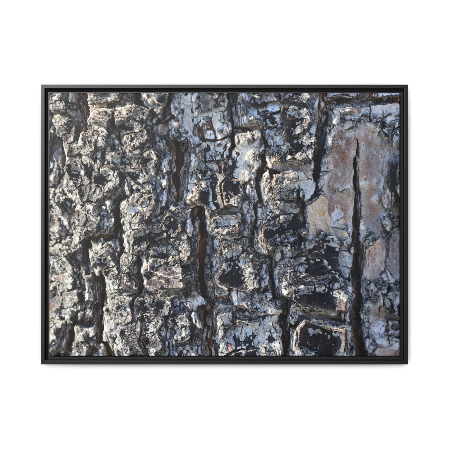 The Bark Chronicles - Unique Stretched Canvas Wall Art