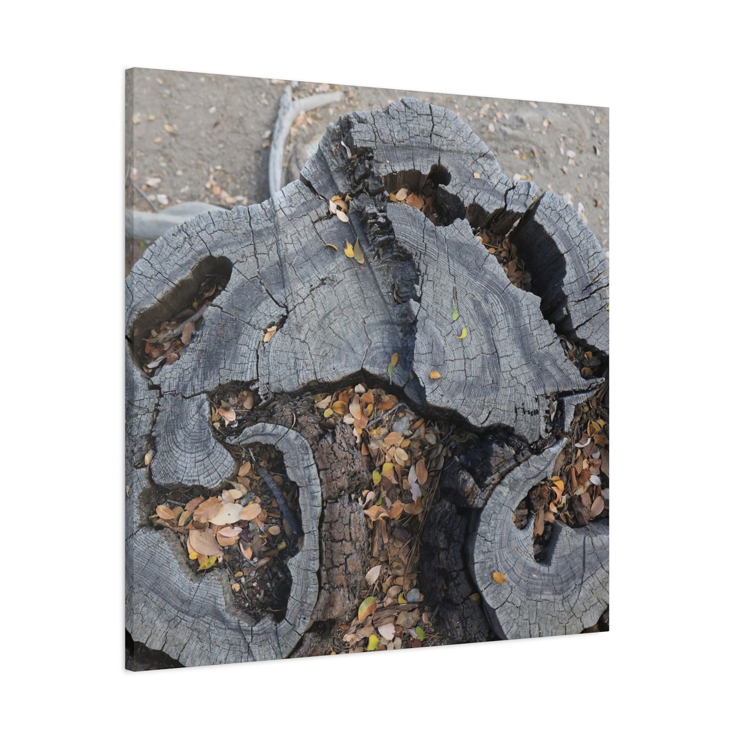 Weathered Woodland Whispers - Unique Frameless Canvas Wall Art