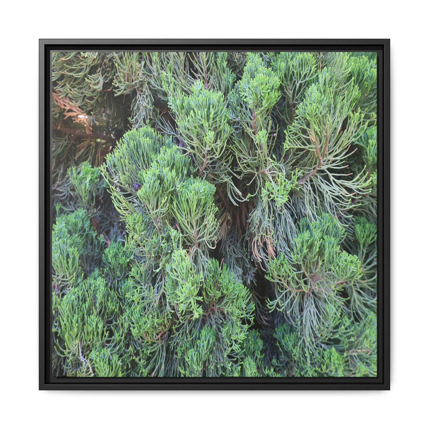 Verdant Whispers - Unique Stretched Canvas Wall Art