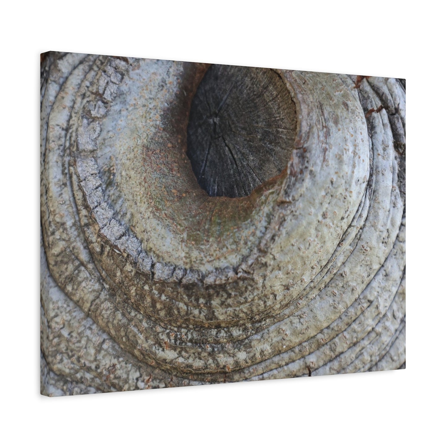 Bark's Eye - Unique Frameless Canvas Wall Art