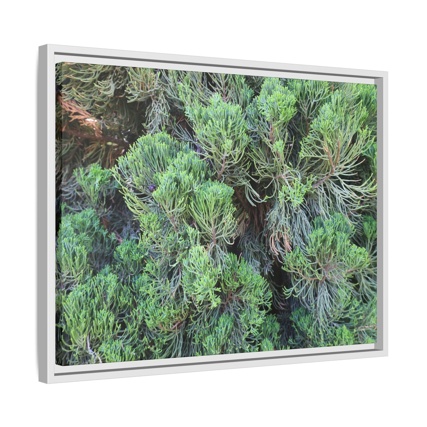 Verdant Whispers - Unique Stretched Canvas Wall Art