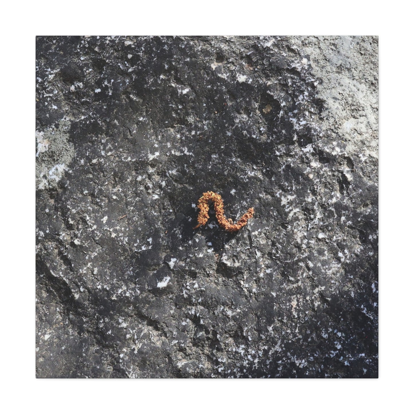 Earthen Serpent - Unique Frameless Canvas Wall Art