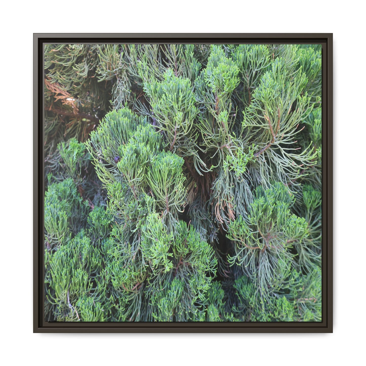 Verdant Whispers - Unique Stretched Canvas Wall Art