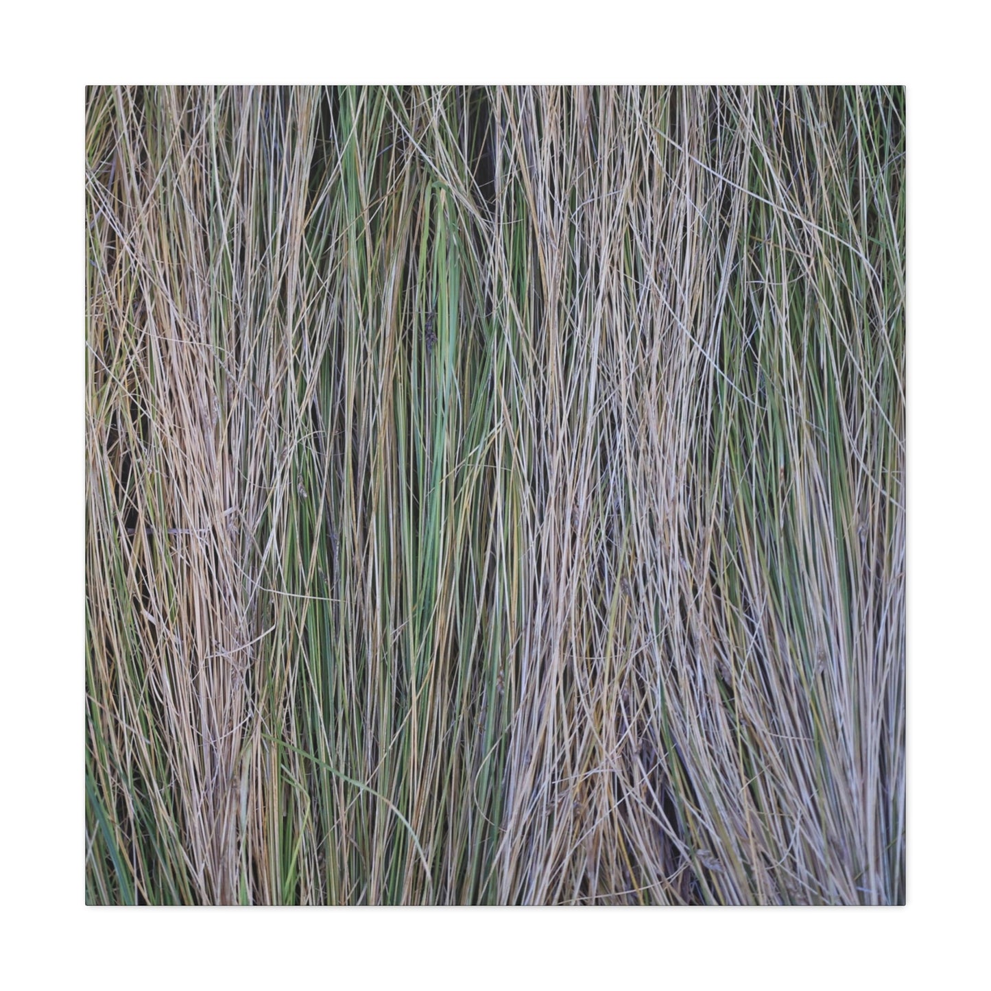 Whispers of Grass - Unique Frameless Canvas Wall Art