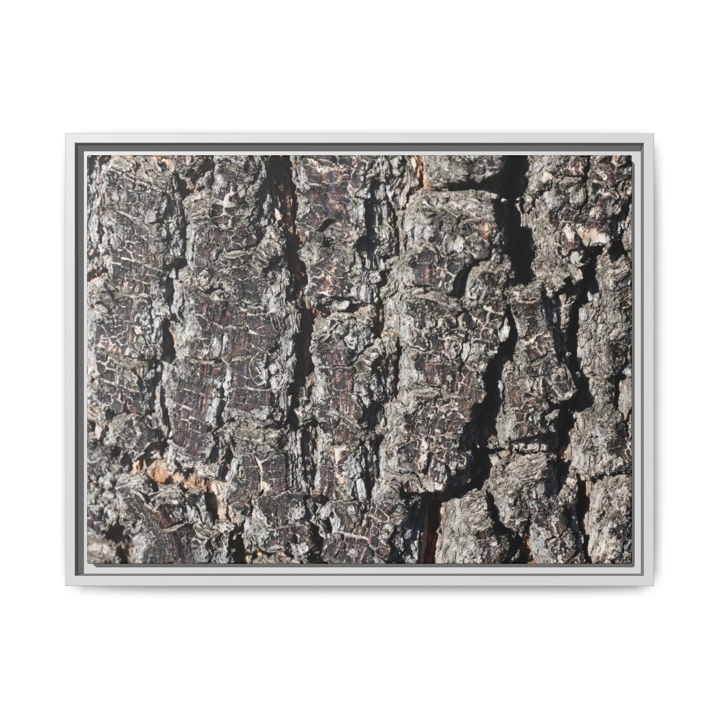 Bark Study in Gray - Unique Stretched Canvas Wall Art