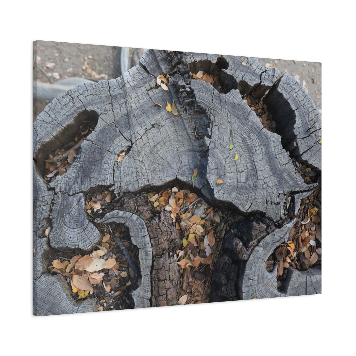 Weathered Woodland Whispers - Unique Frameless Canvas Wall Art