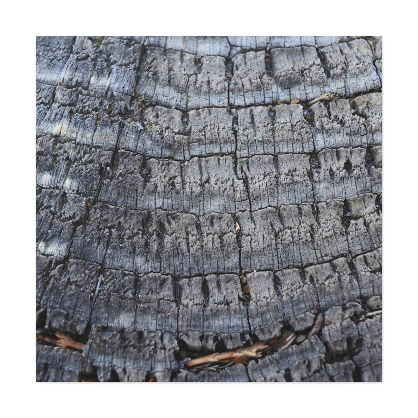 Whispers of Age - Unique Frameless Canvas Wall Art