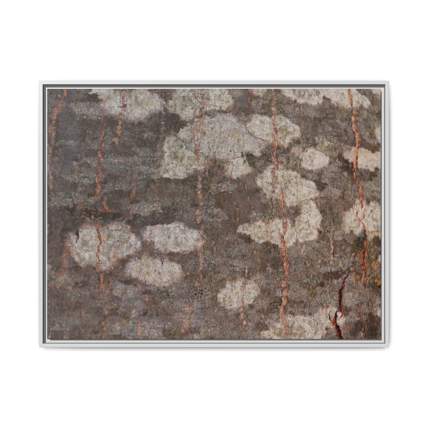 Lichen's Legacy - Unique Stretched Canvas Wall Art