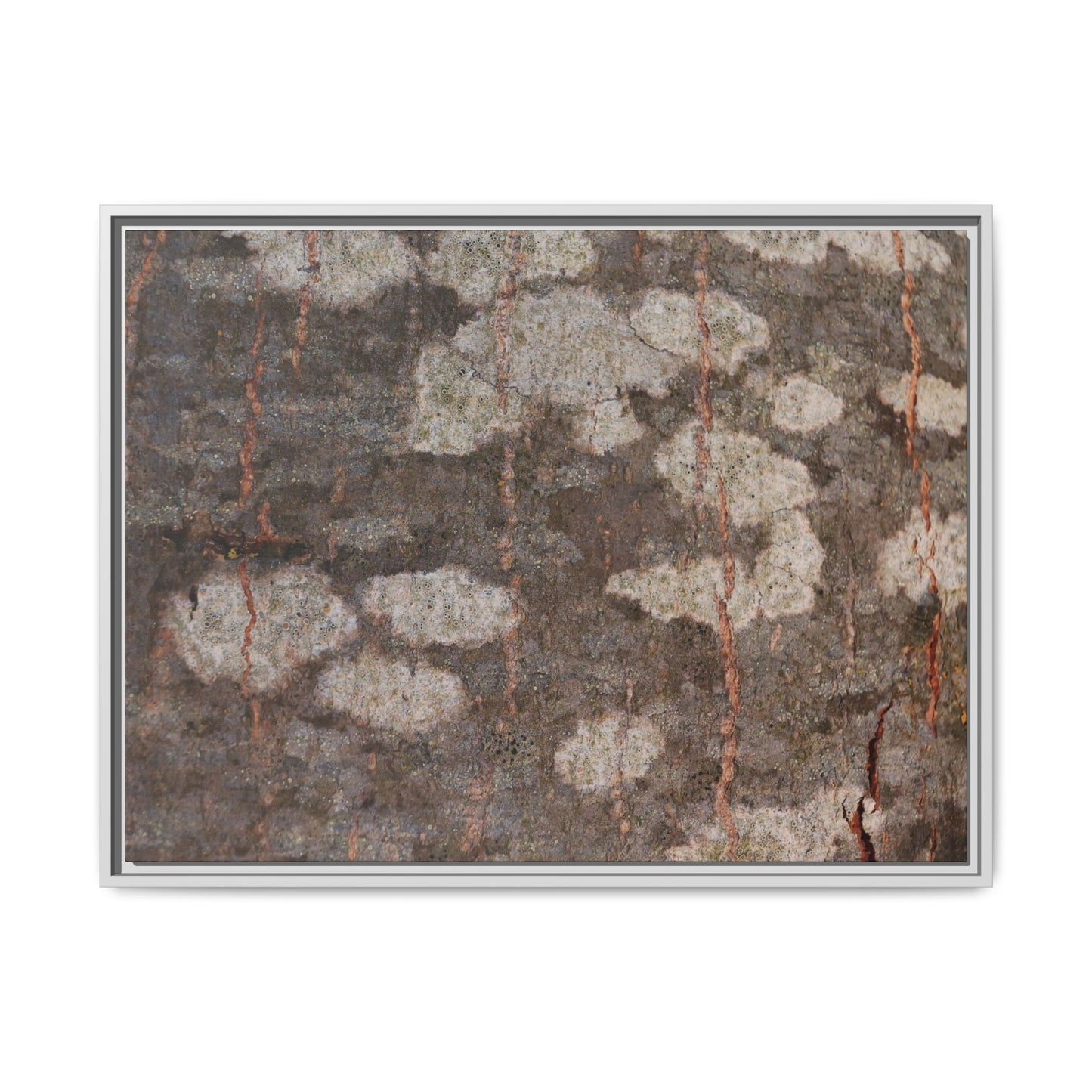 Lichen's Legacy - Unique Stretched Canvas Wall Art