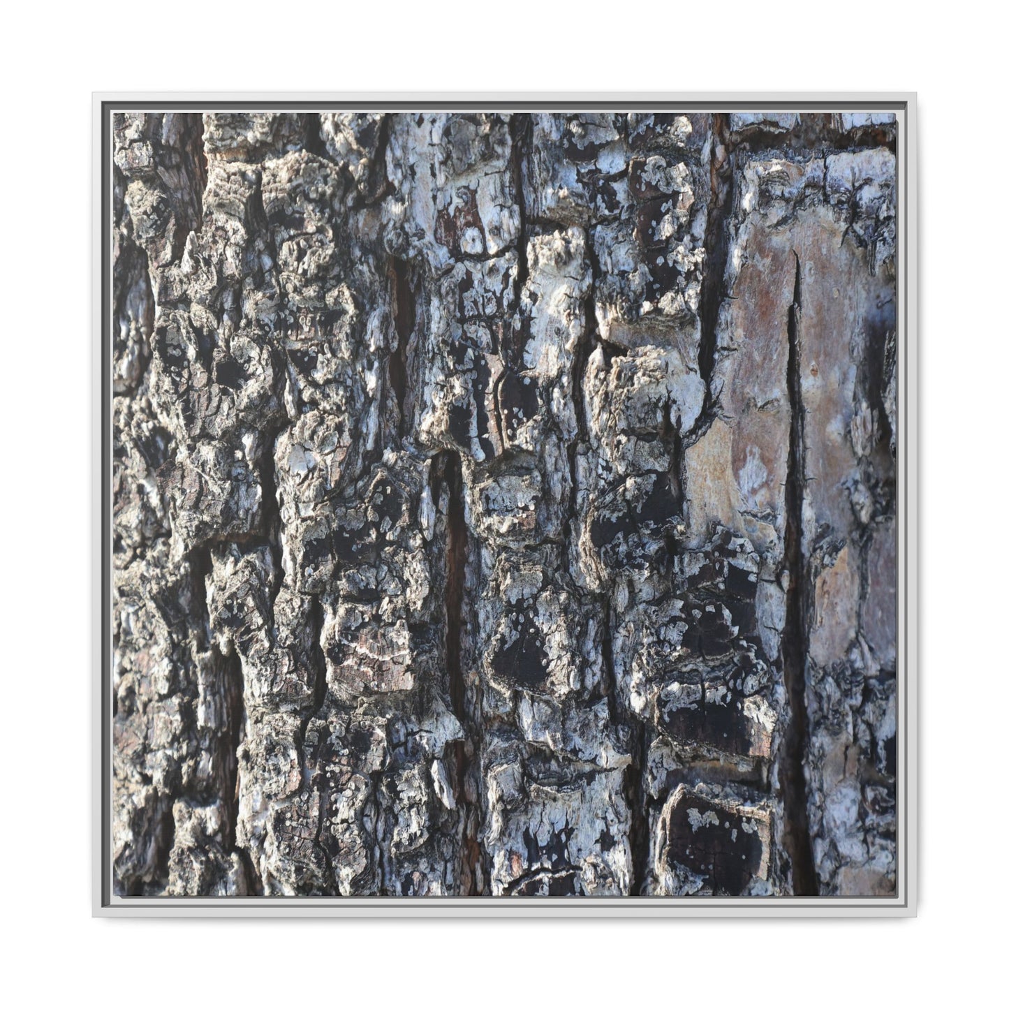 The Bark Chronicles - Unique Stretched Canvas Wall Art