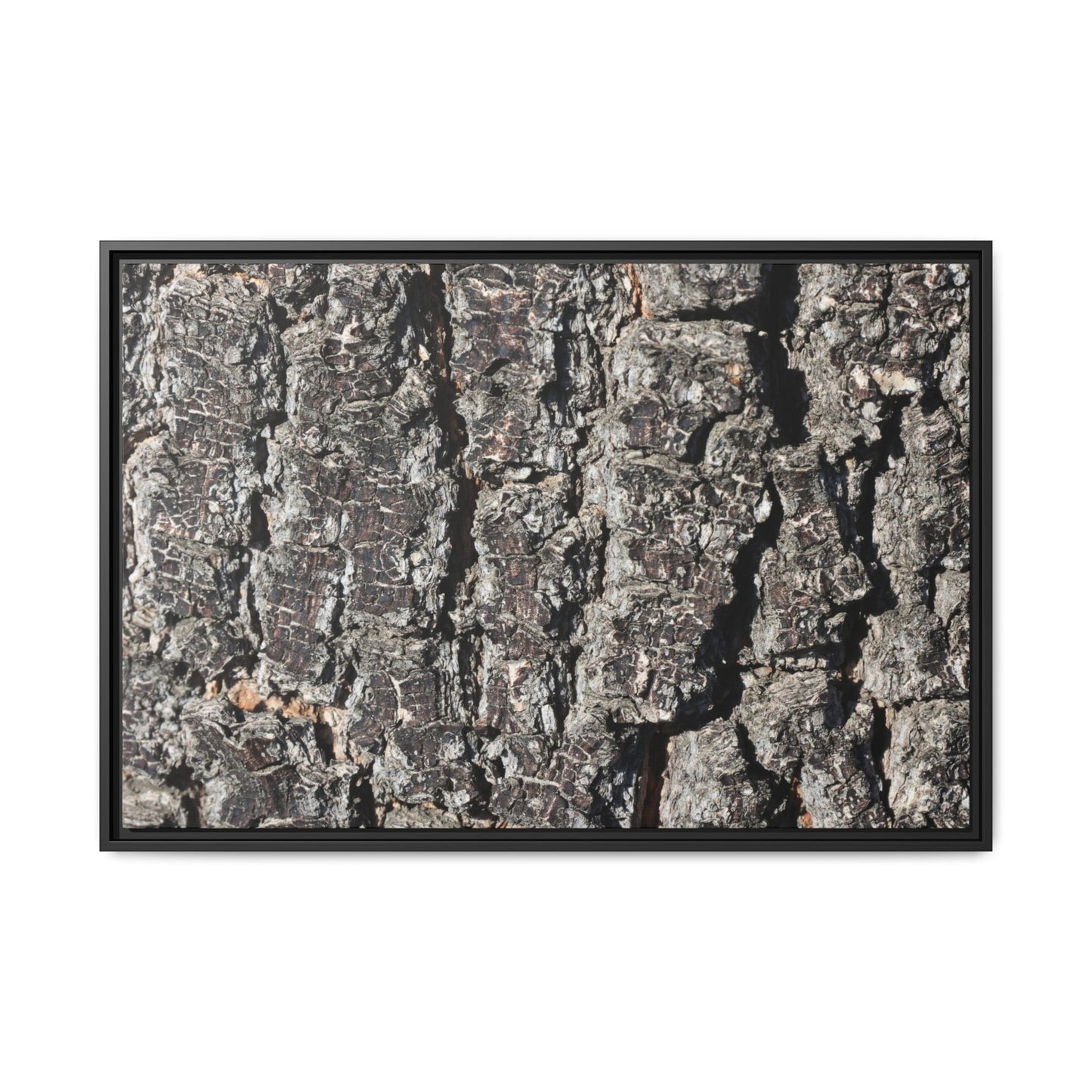 Bark Study in Gray - Unique Stretched Canvas Wall Art