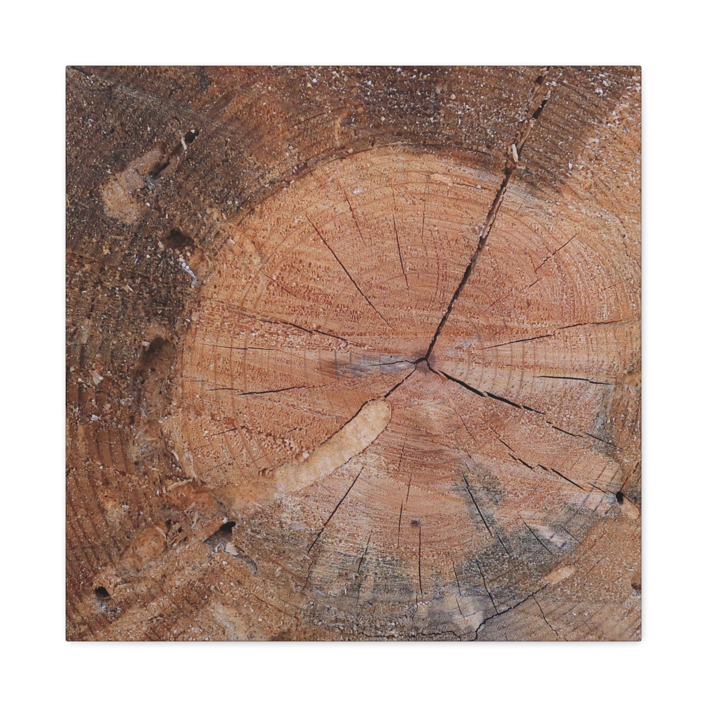 Timber Tale - Unique Frameless Canvas Wall Art