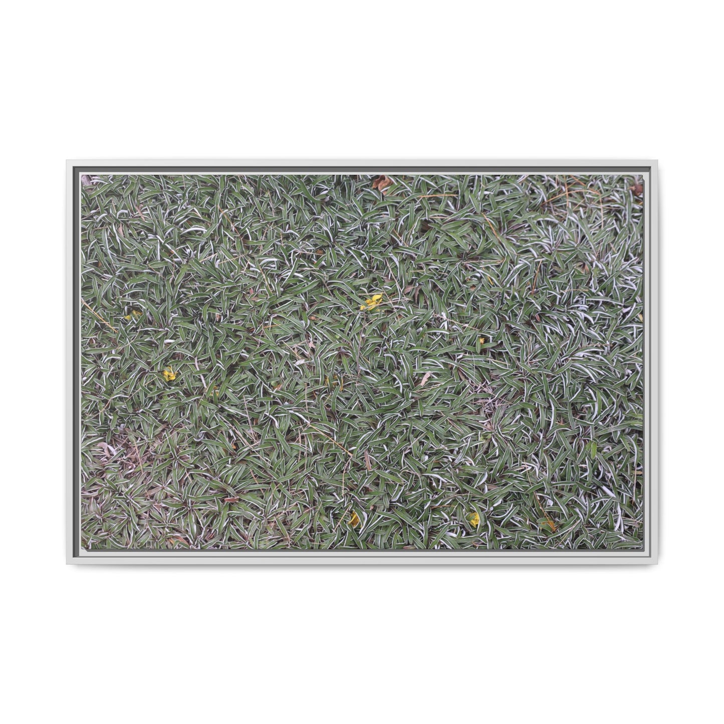 Grassy Texture - Unique Stretched Canvas Wall Art