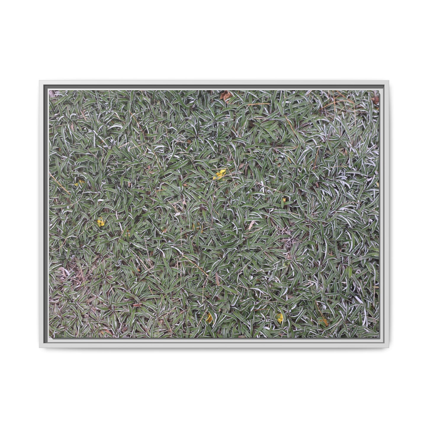 Grassy Texture - Unique Stretched Canvas Wall Art