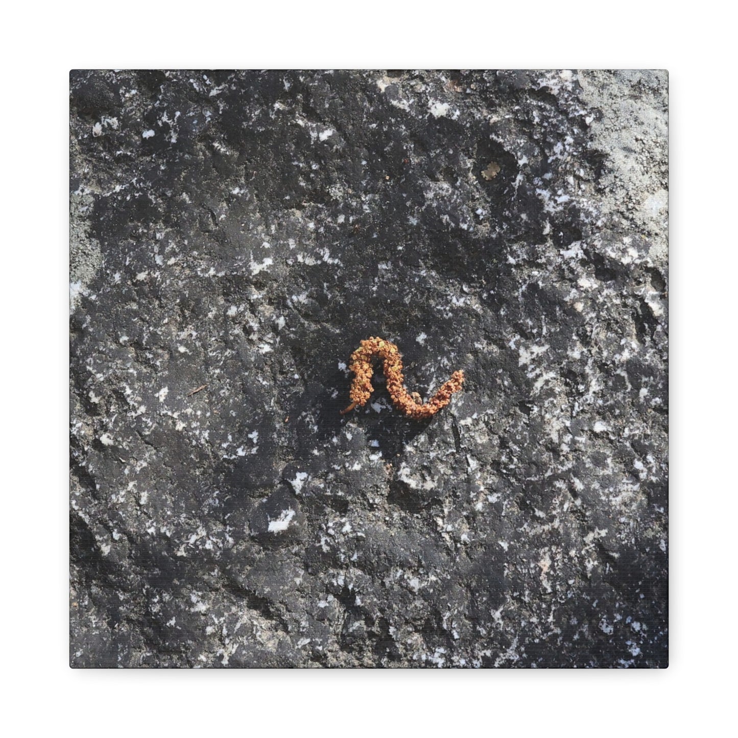 Earthen Serpent - Unique Frameless Canvas Wall Art