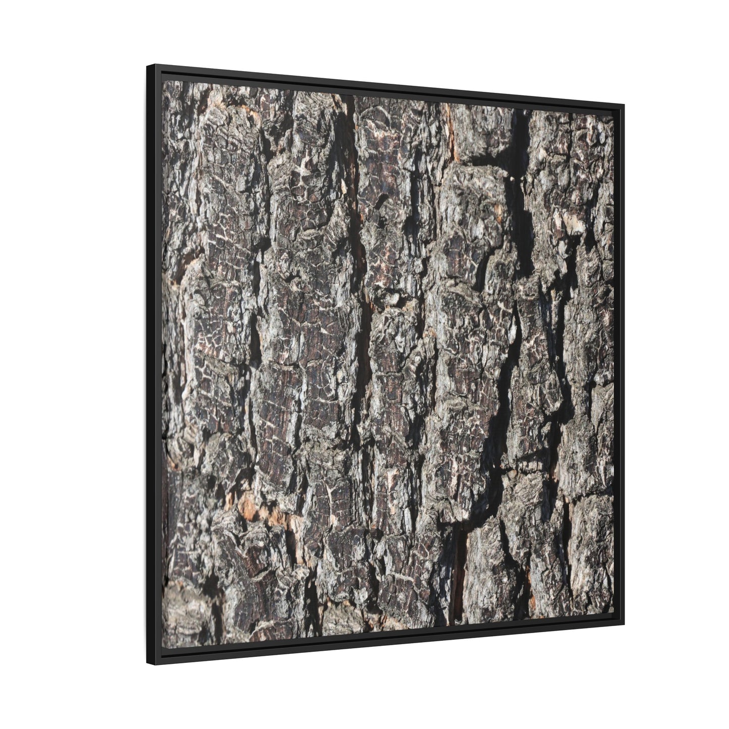 Bark Study in Gray - Unique Stretched Canvas Wall Art