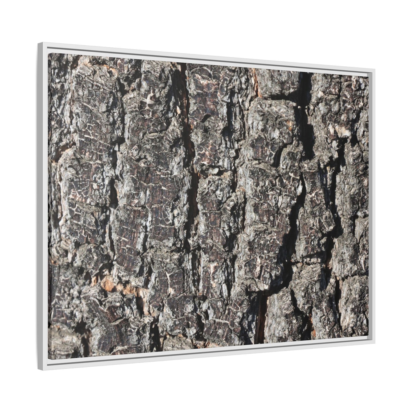 Bark Study in Gray - Unique Stretched Canvas Wall Art