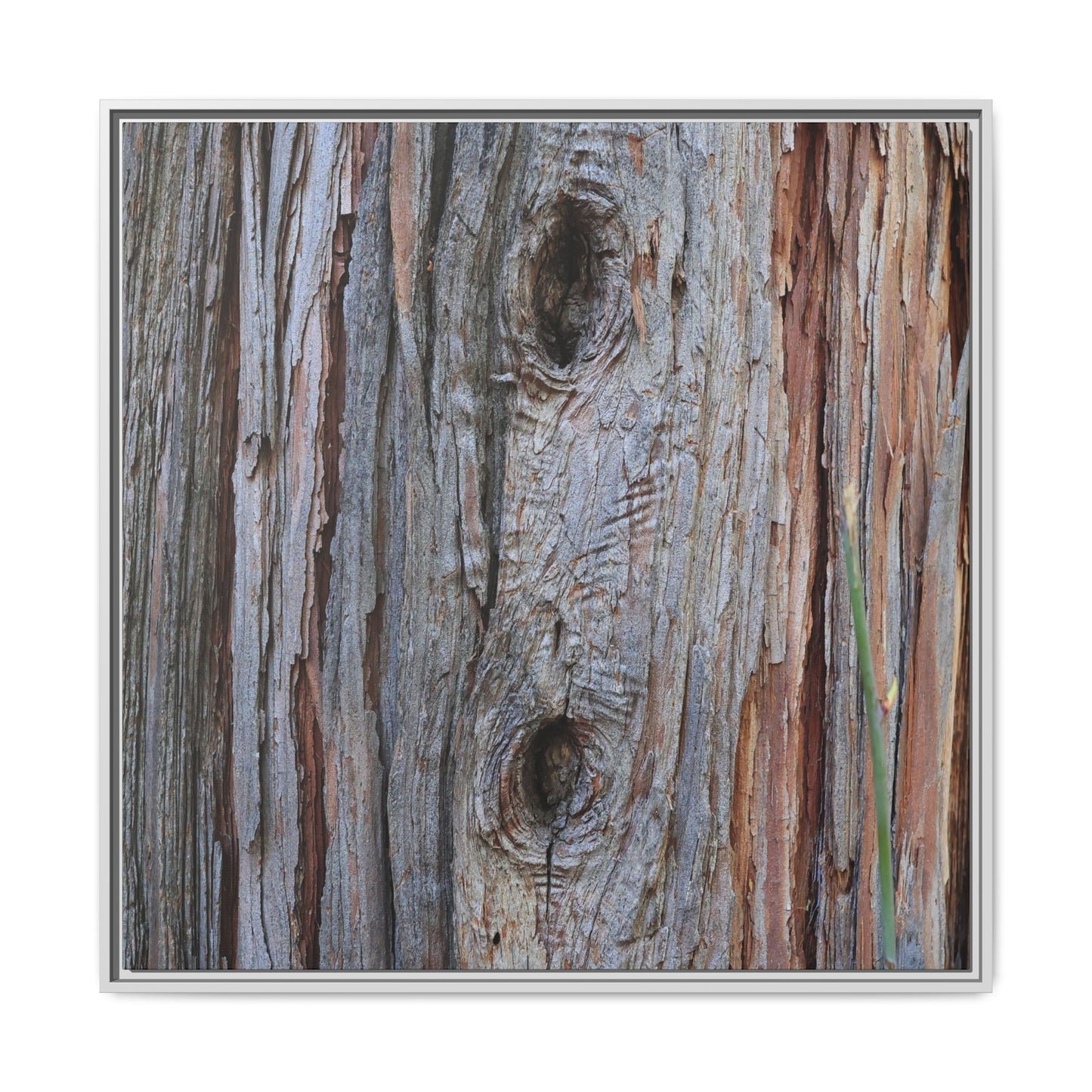 Knotty Nature - Unique Stretched Canvas Wall Art