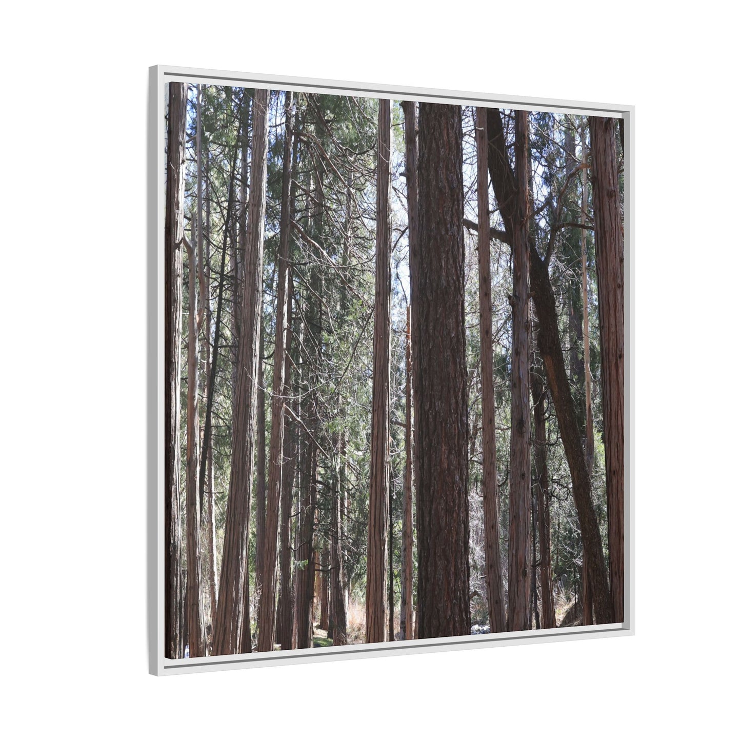 Forest Cathedral - Unique Stretched Canvas Wall Art