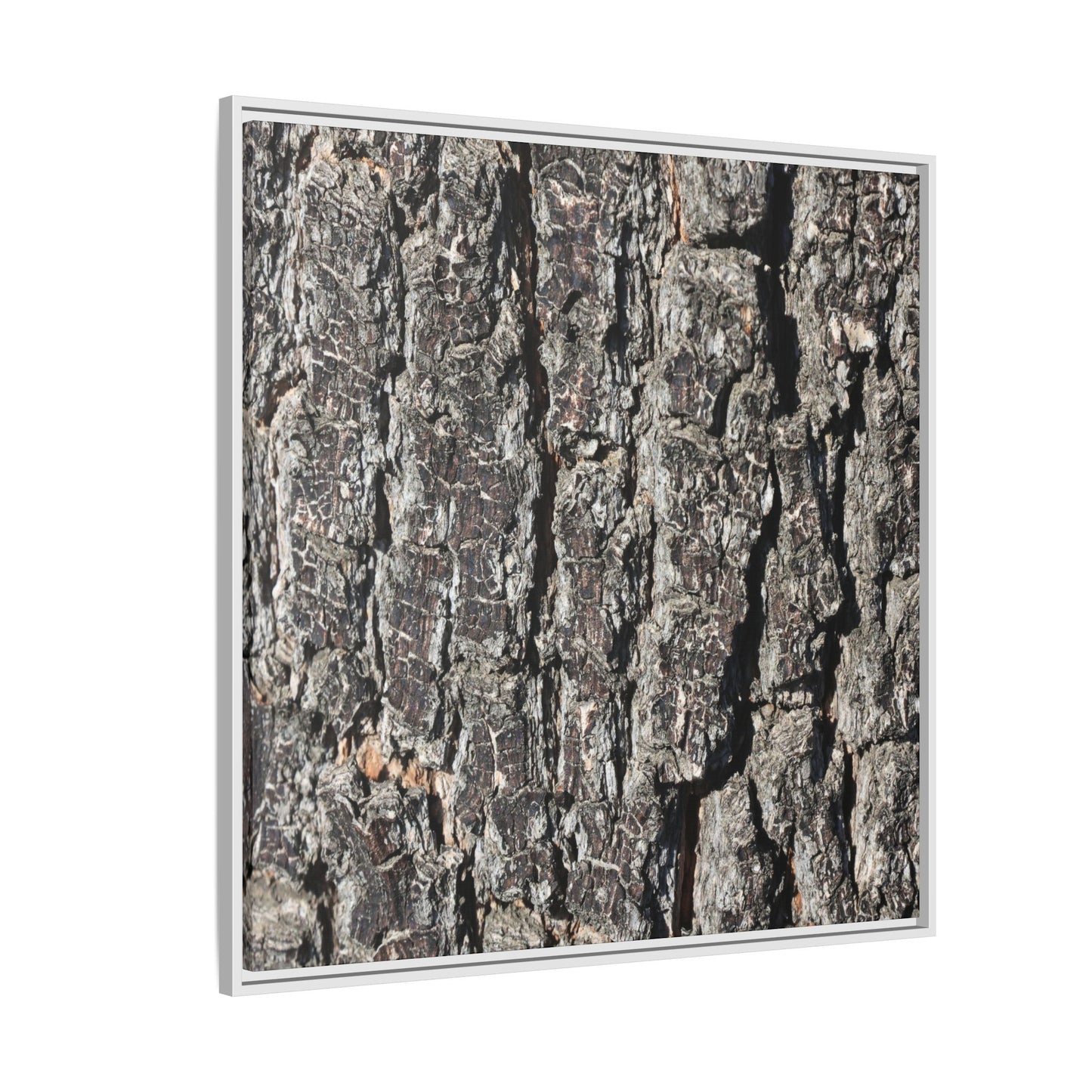 Bark Study in Gray - Unique Stretched Canvas Wall Art
