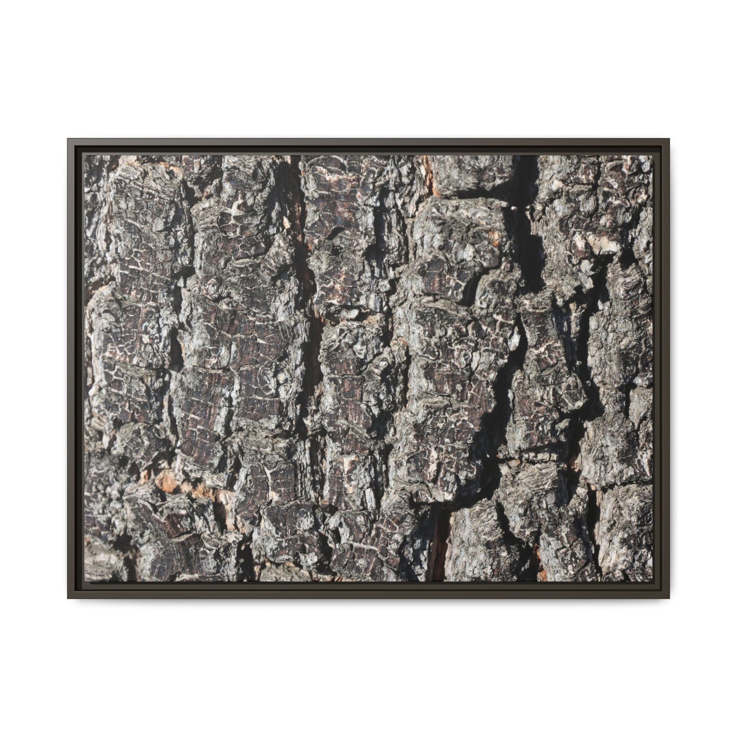 Bark Study in Gray - Unique Stretched Canvas Wall Art