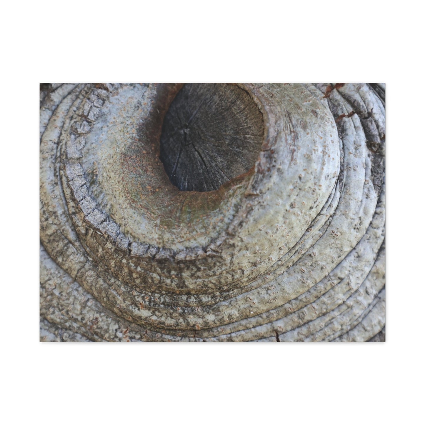 Bark's Eye - Unique Frameless Canvas Wall Art