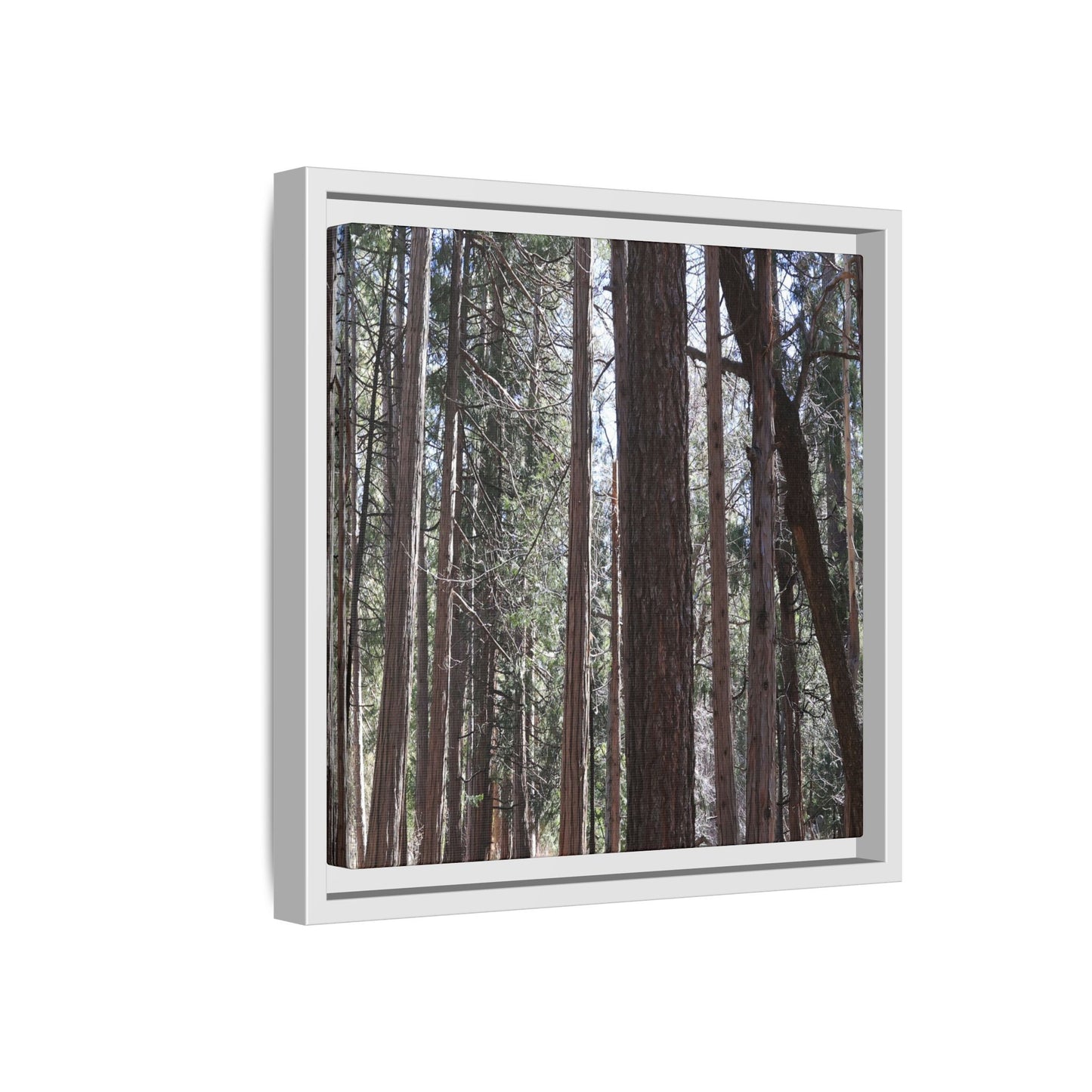Forest Cathedral - Unique Stretched Canvas Wall Art