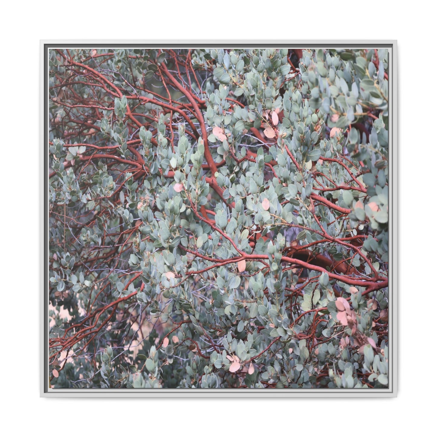 Whispers of Sage - Unique Stretched Canvas Wall Art