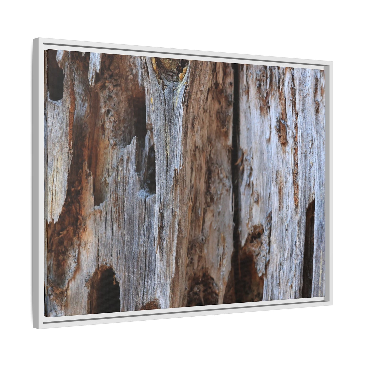 Decaying Splendor - Unique Stretched Canvas Wall Art