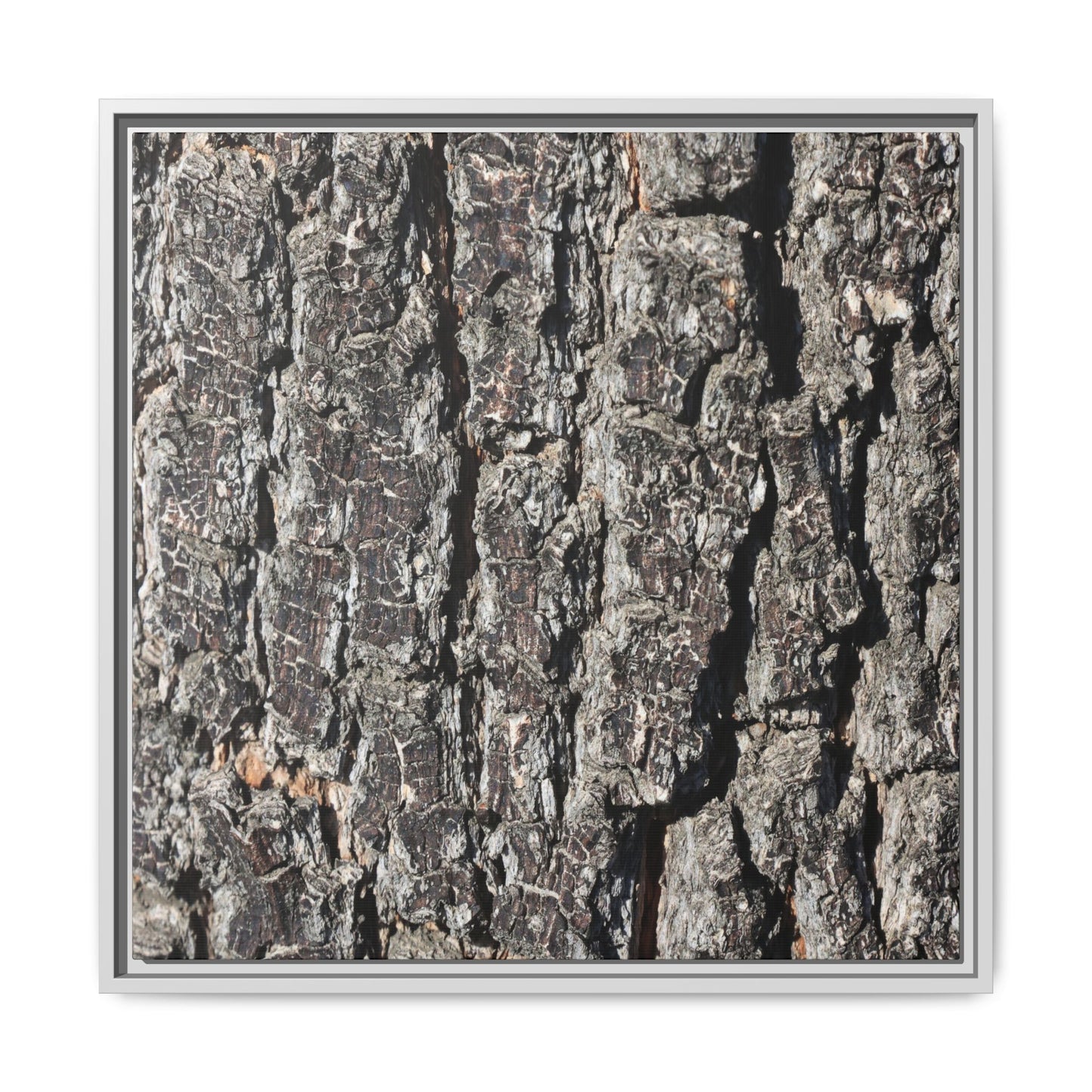 Bark Study in Gray - Unique Stretched Canvas Wall Art