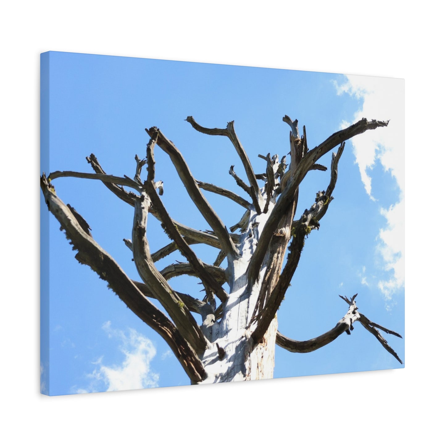 Skeletal Branches Reaching - Unique Frameless Canvas Wall Art