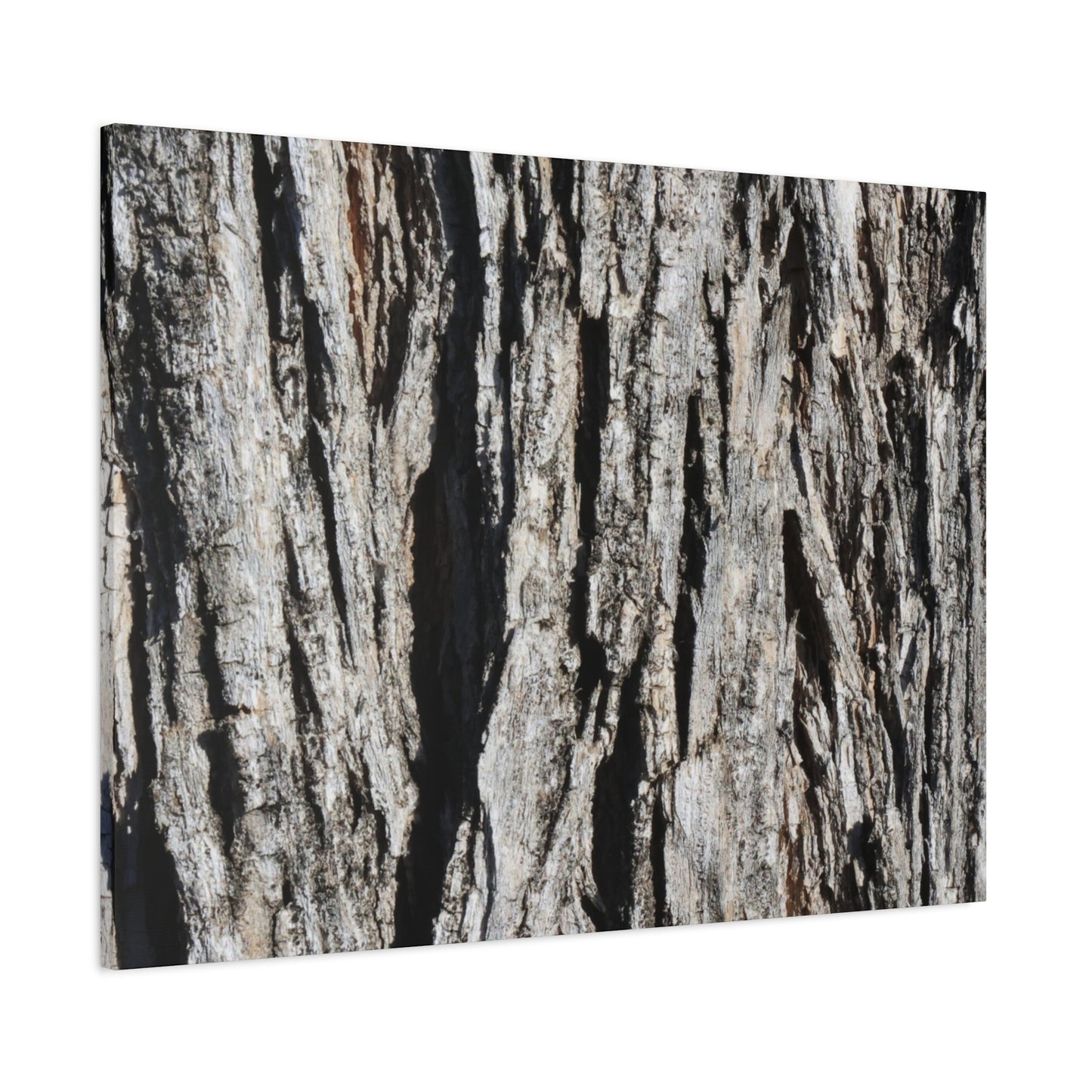 Bark Textures in Monochrome - Unique Frameless Canvas Wall Art
