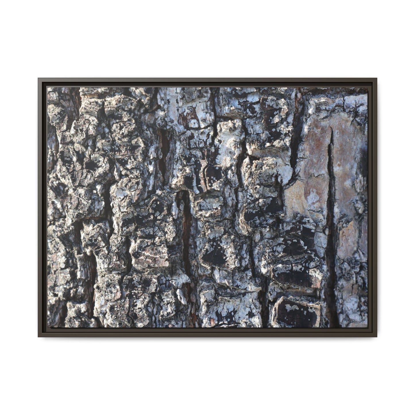 The Bark Chronicles - Unique Stretched Canvas Wall Art