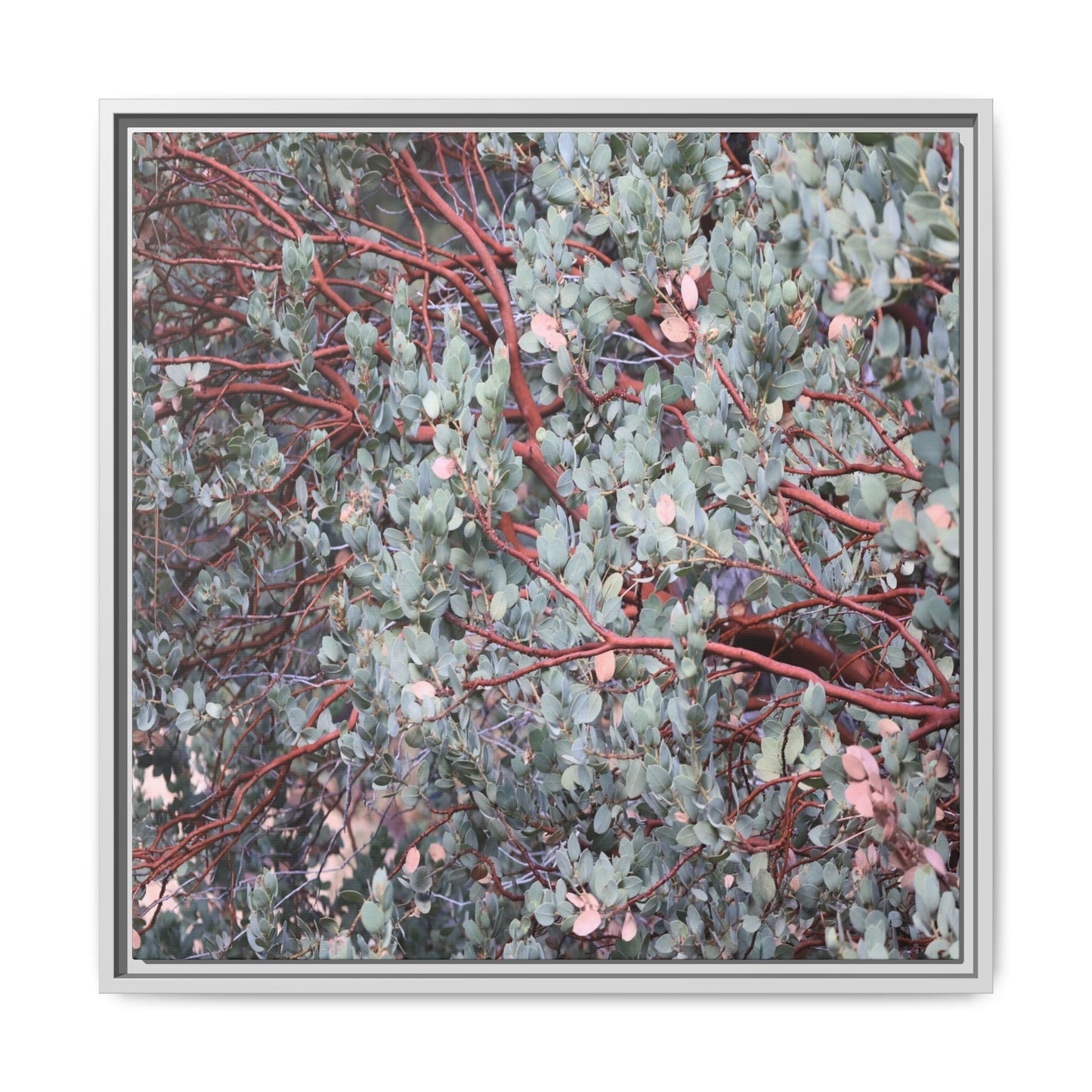 Whispers of Sage - Unique Stretched Canvas Wall Art
