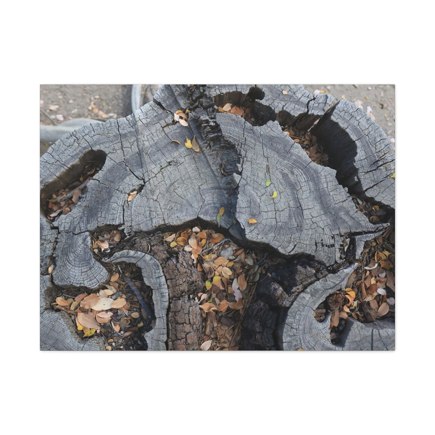 Weathered Woodland Whispers - Unique Frameless Canvas Wall Art