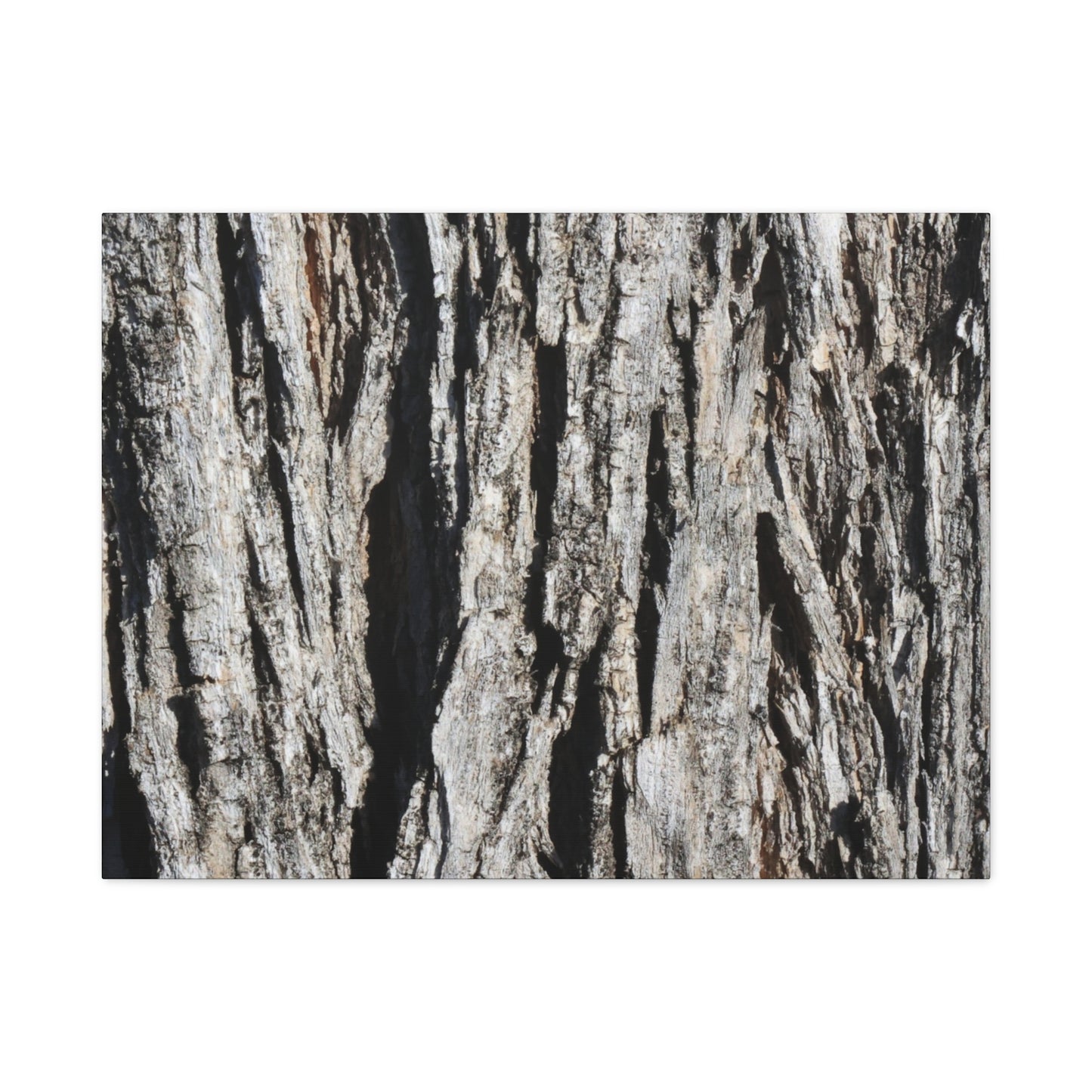 Bark Textures in Monochrome - Unique Frameless Canvas Wall Art