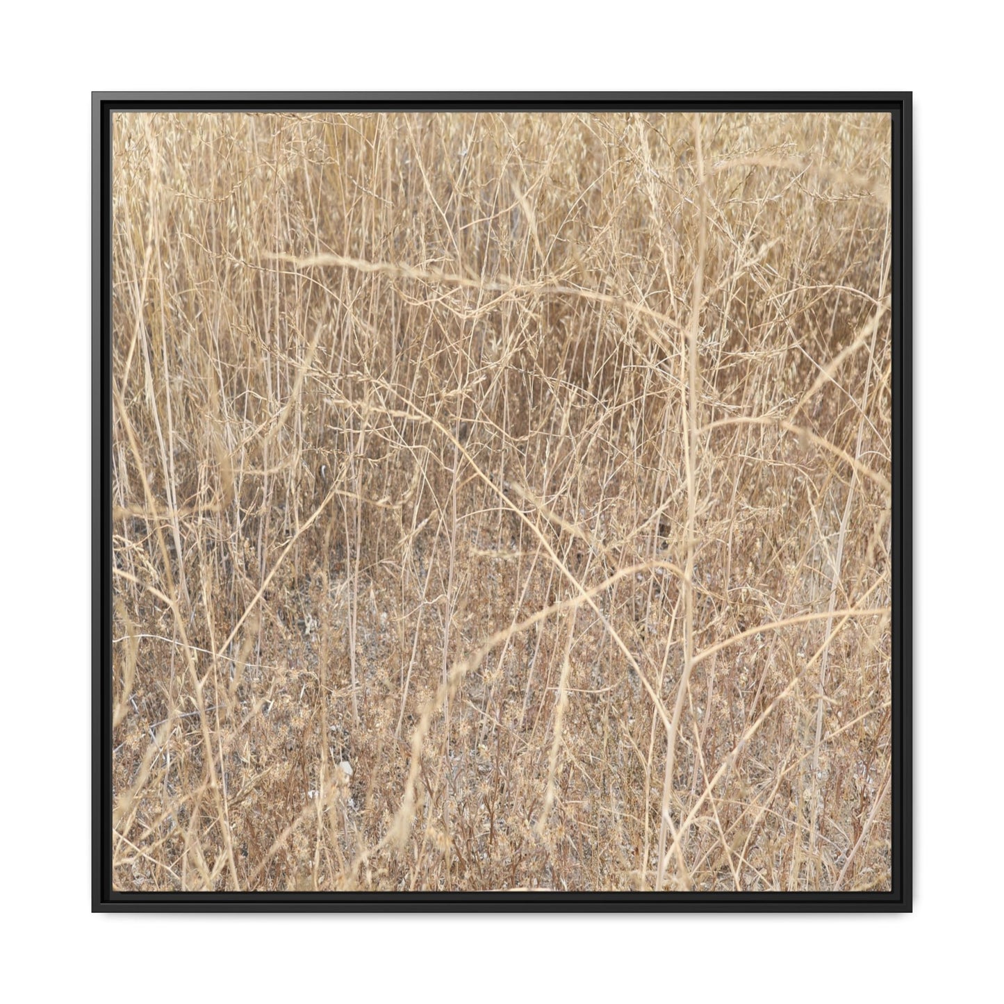 Golden Stalks - Unique Stretched Canvas Wall Art